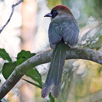 Motmot oranroux
