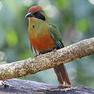 Motmot oranroux