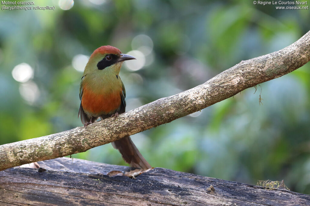 Motmot oranroux