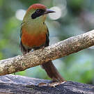 Motmot oranroux