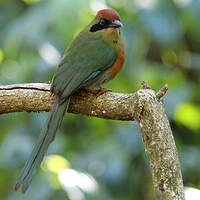 Motmot oranroux