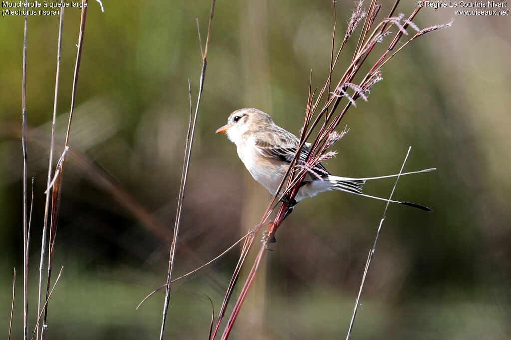 Moucherolle à queue large