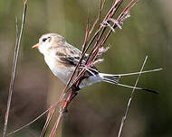 Moucherolle à queue large
