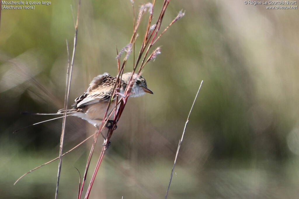 Moucherolle à queue large