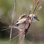 Moucherolle à queue large