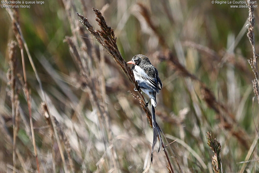 Moucherolle à queue large