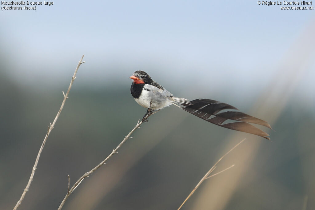 Strange-tailed Tyrant