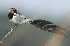 Moucherolle à queue large