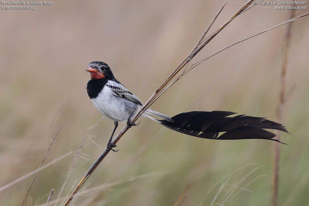 Moucherolle à queue large