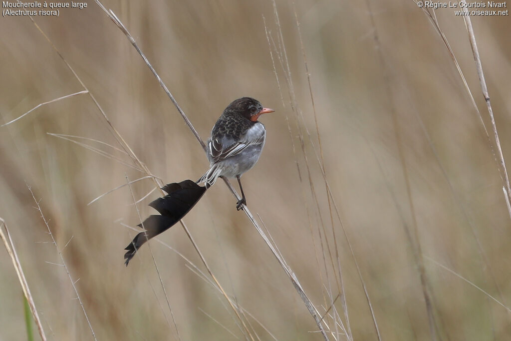 Moucherolle à queue large