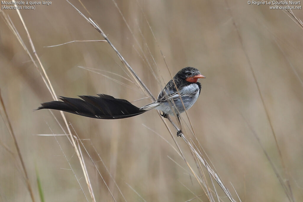 Moucherolle à queue large