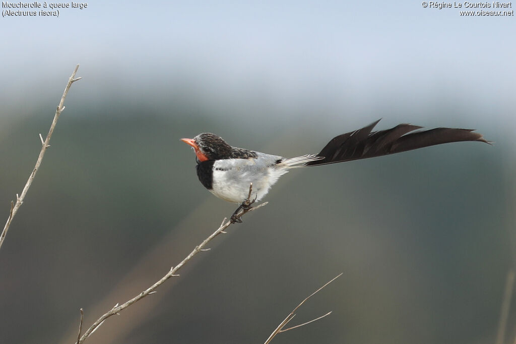Moucherolle à queue large