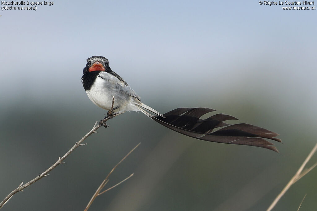 Moucherolle à queue large