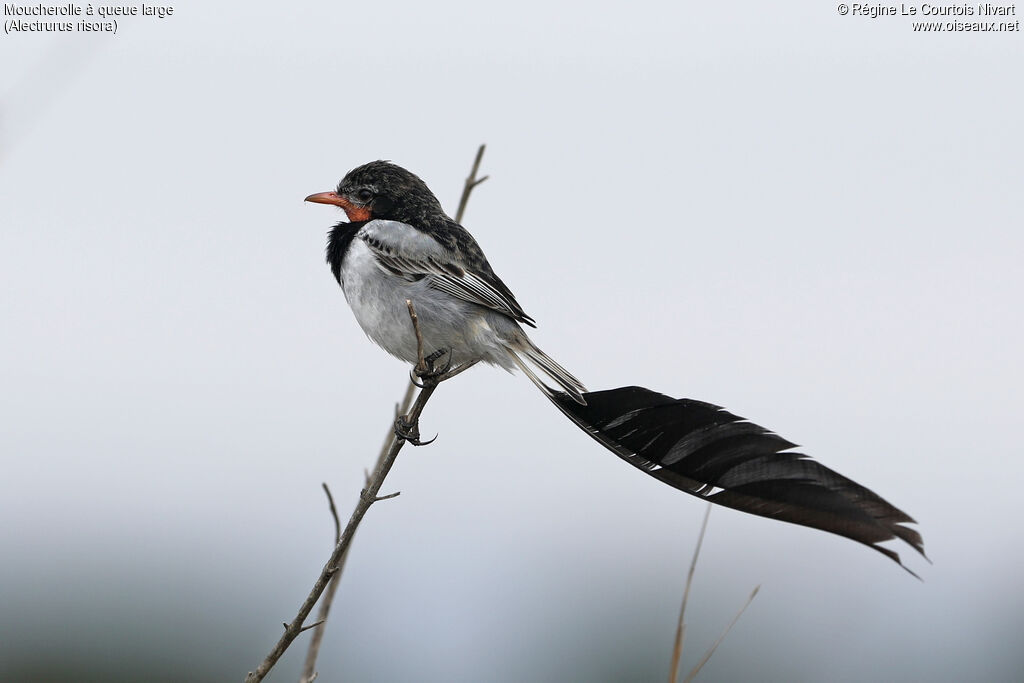 Moucherolle à queue large