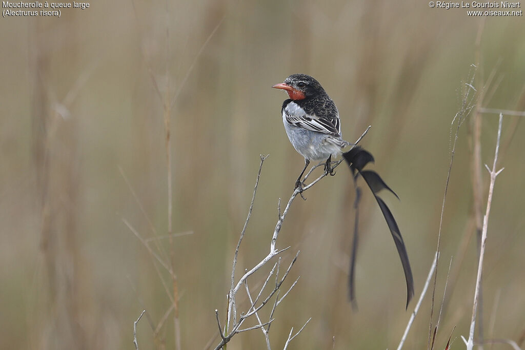 Moucherolle à queue large