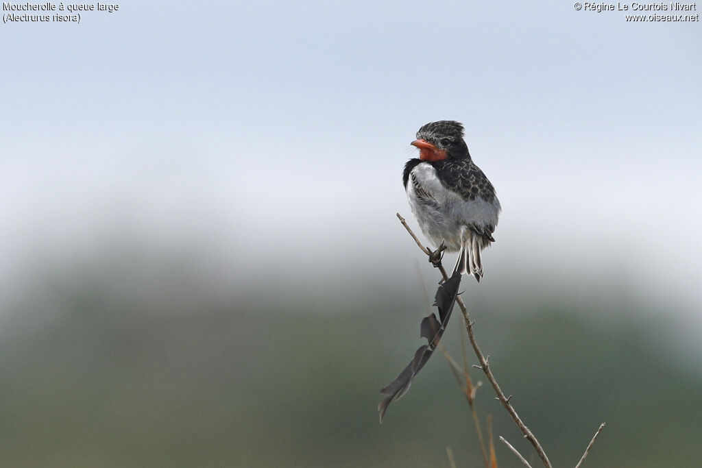 Moucherolle à queue large