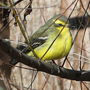 Yellow-browed Tyrant