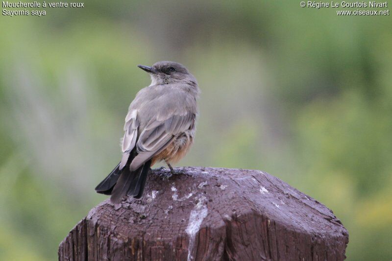 Say's Phoebe