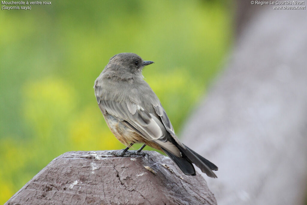 Say's Phoebe