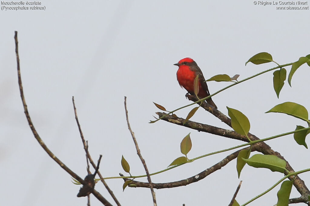 Scarlet Flycatcher