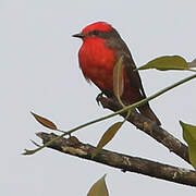 Scarlet Flycatcher