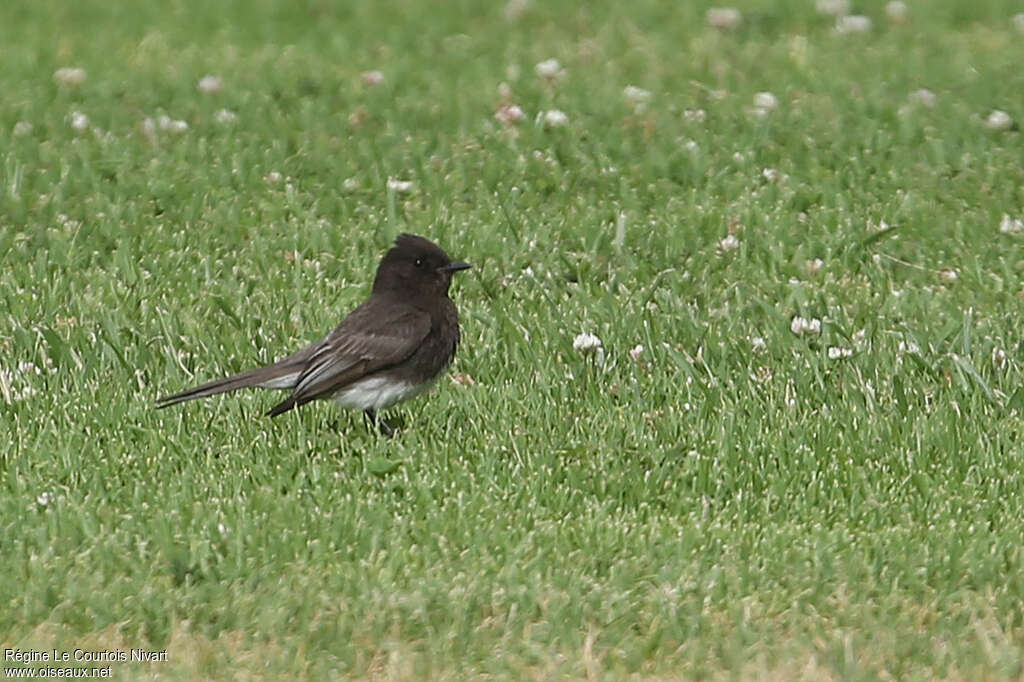 Black Phoebeadult, identification