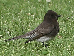 Black Phoebe