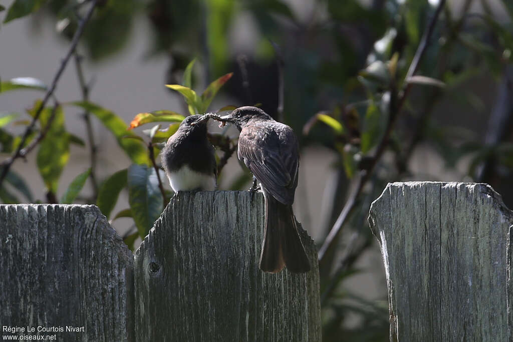 Black Phoebe, pigmentation, feeding habits