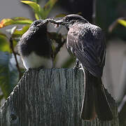 Black Phoebe