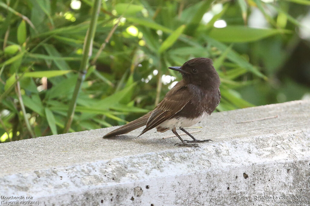 Black Phoebe