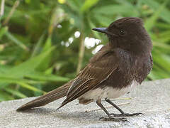 Black Phoebe