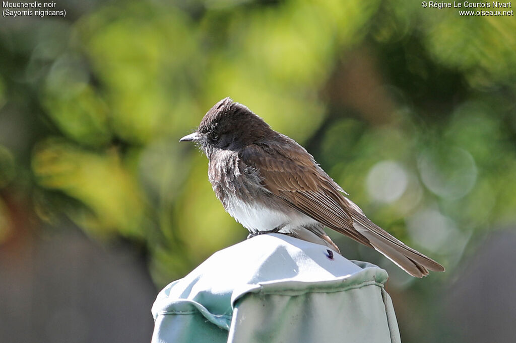 Black Phoebe