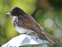 Black Phoebe