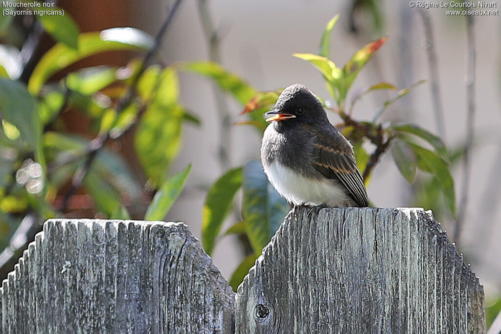 Black Phoebejuvenile