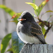 Black Phoebe