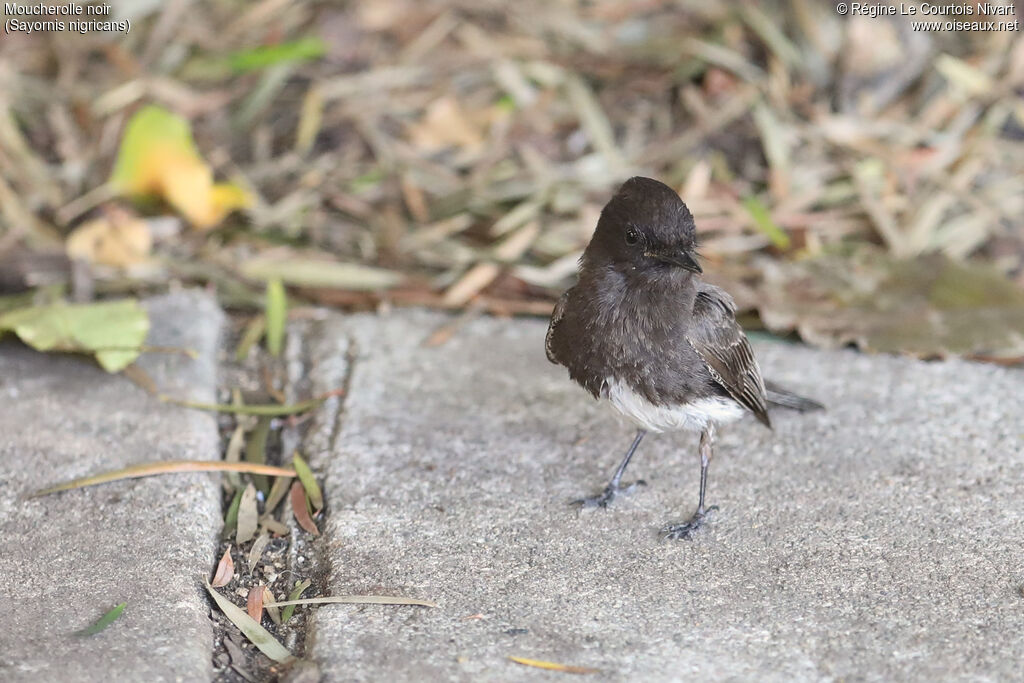 Black Phoebe