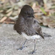 Black Phoebe