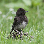 Black Phoebe