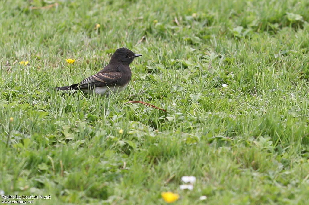 Black PhoebeFirst year, identification