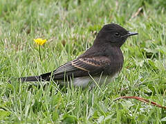 Black Phoebe