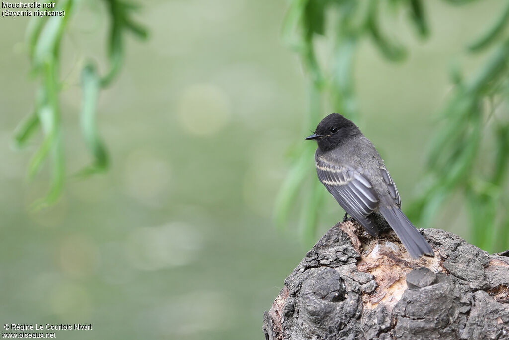 Black Phoebe