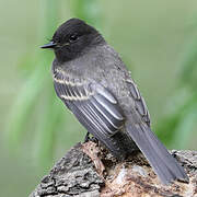 Black Phoebe