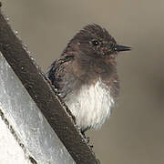 Black Phoebe