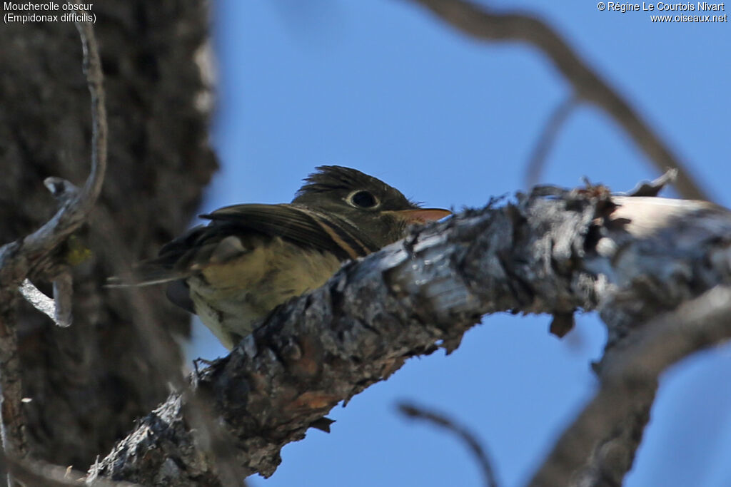 Western Flycatcher