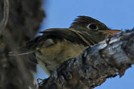 Western Flycatcher