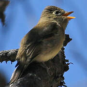 Western Flycatcher