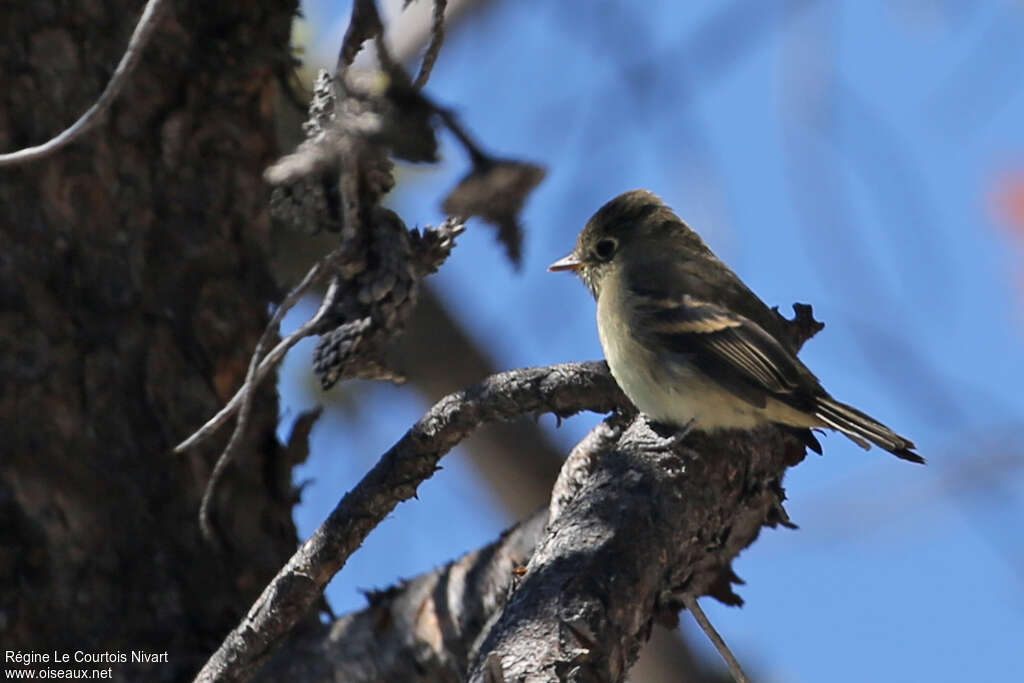 Western Flycatcher