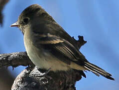 Western Flycatcher