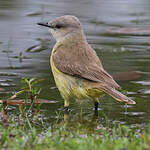 Moucherolle querelleur