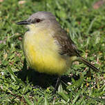 Moucherolle querelleur